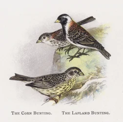 Le Bruant proyer, Le Bruant lapon